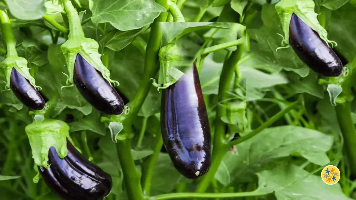 Cultiver des Légumes en Conteneurs sur Votre Balcon : Guide Pratique et Astuces