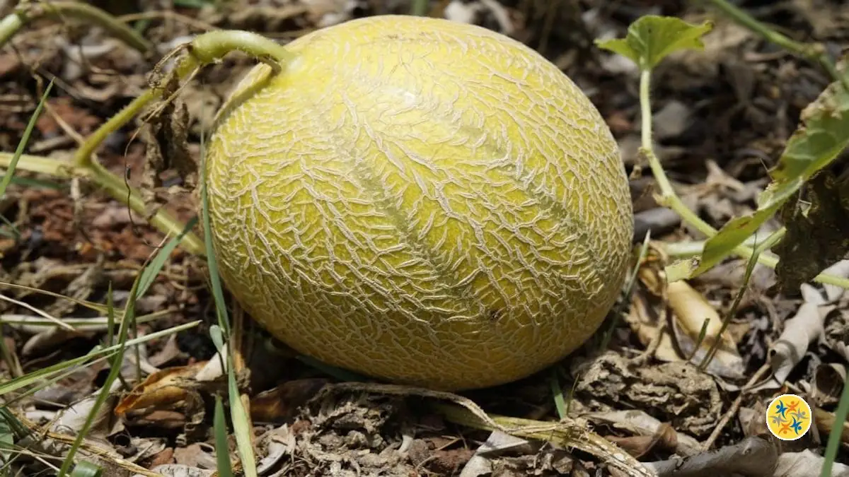 Comment Cultiver et Entretenir le Melon ? Les Règles de Base