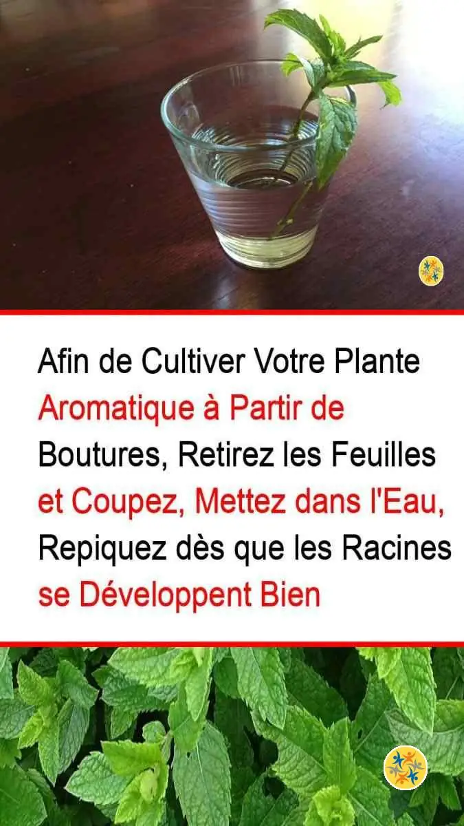 Cultivez de la Menthe chez Vous et suivez nos 2 Conseils 8 Mode de plantation de la menthe à partir des graines