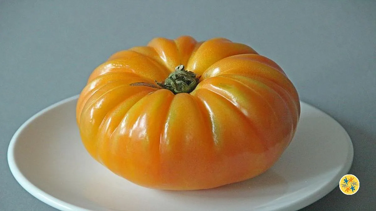 Cultiver des Tomates Ananas: Tous les Secrets en quelques Lignes