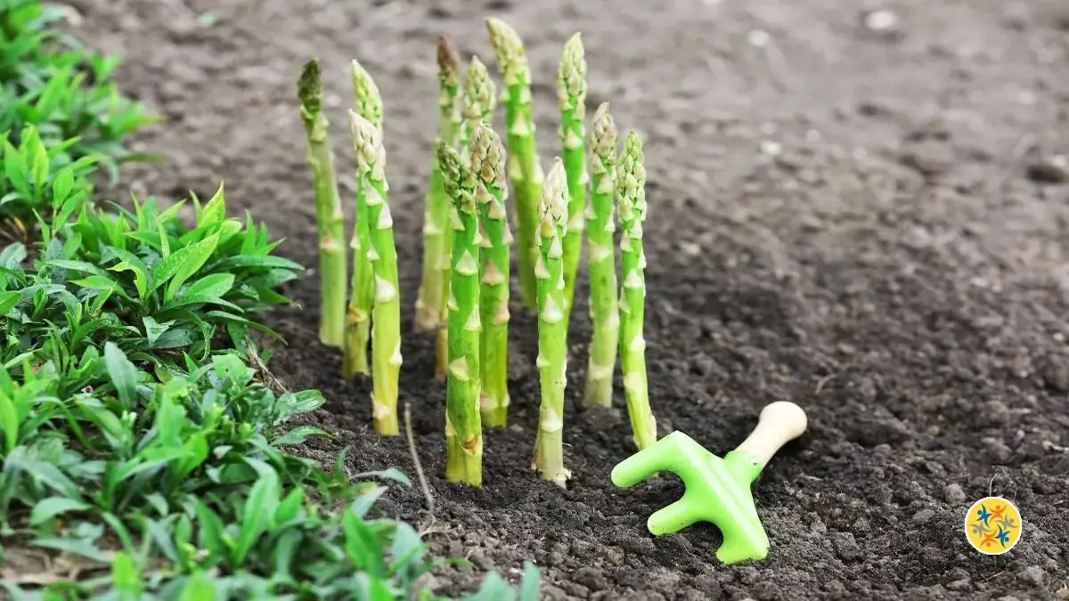 Tout ce qu&rsquo;il Faut Savoir sur la Culture et la Récolte des Asperges