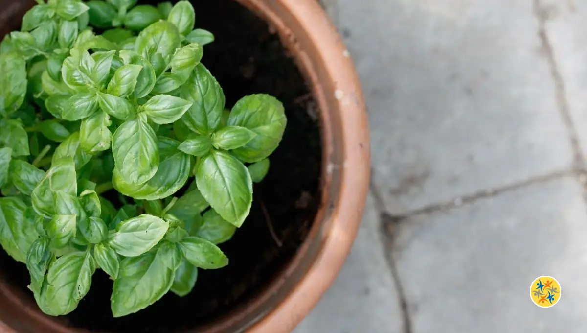 Réussir la Culture du Basilic : Conseils et Astuces