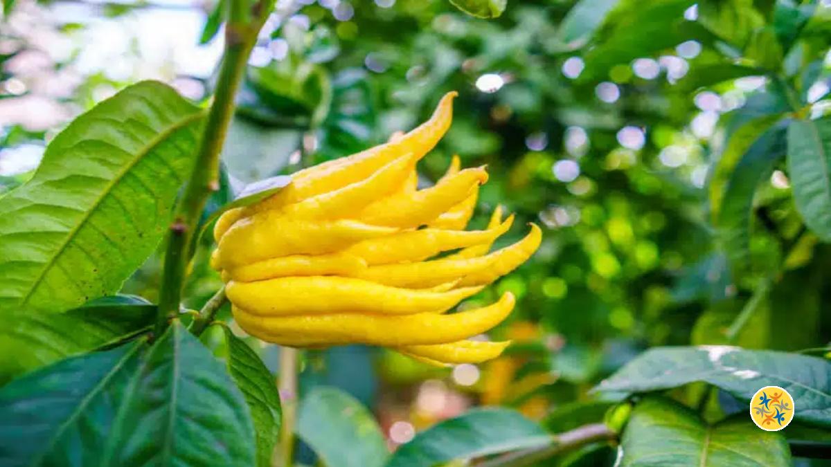 Culture de Cédratier Tout ce qu'il Faut Savoir en 2 Pas