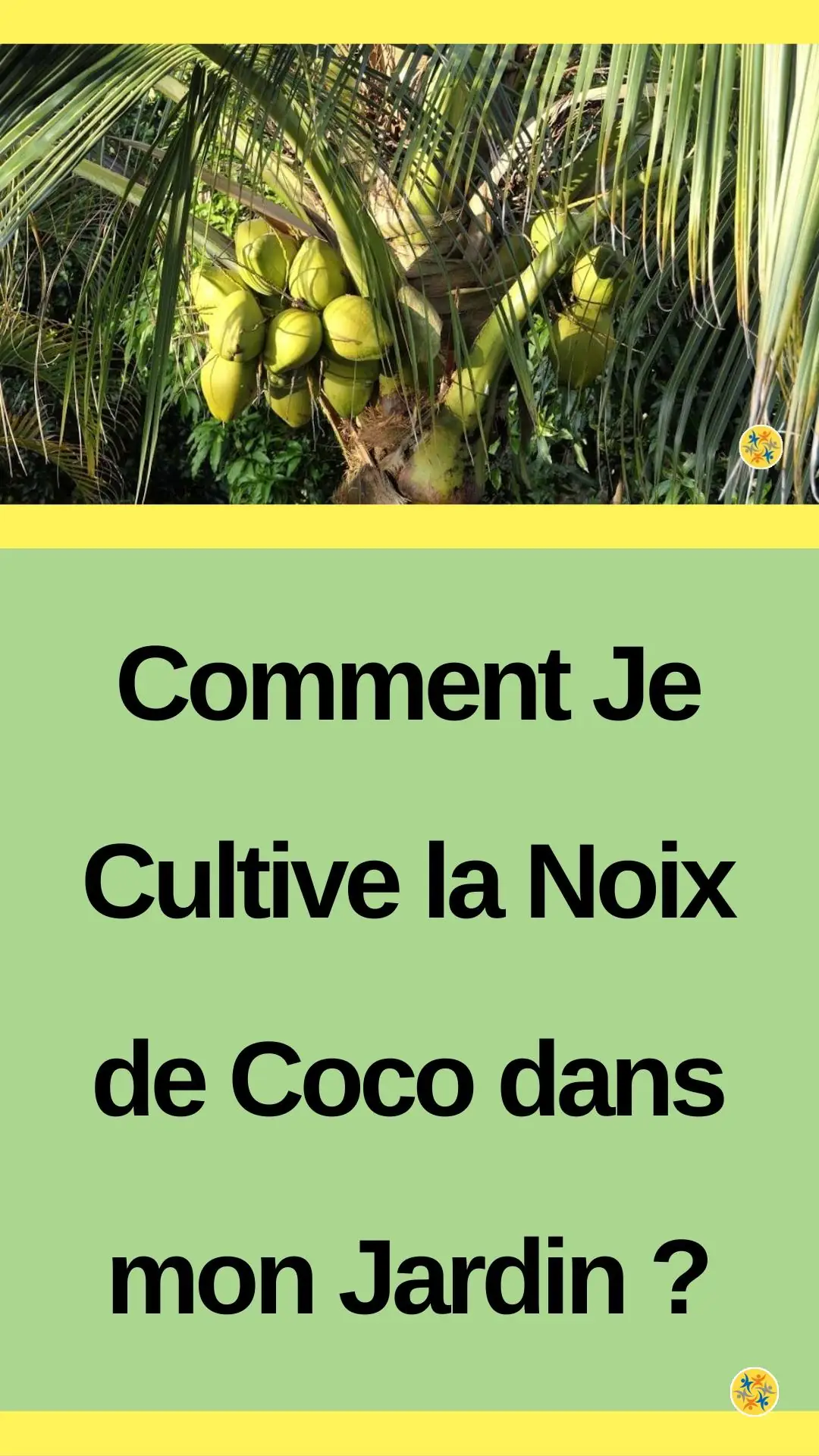 Toutes les étapes pour planter un cocotier 