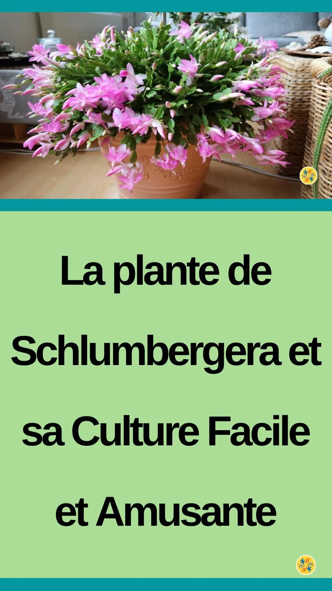  Conditions favorables à la croissance du Shlumbergera 