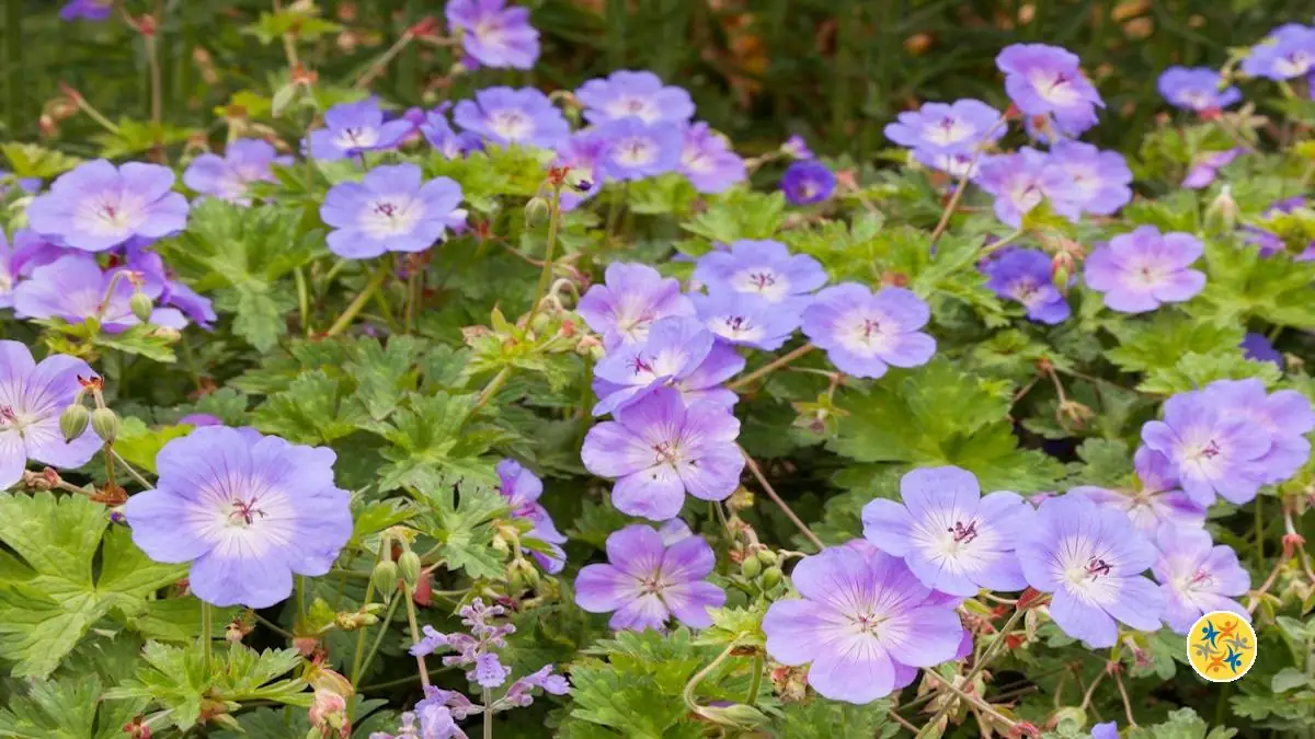 Essayez la Culture de ces 3 Plantes Vivaces et Annuelles