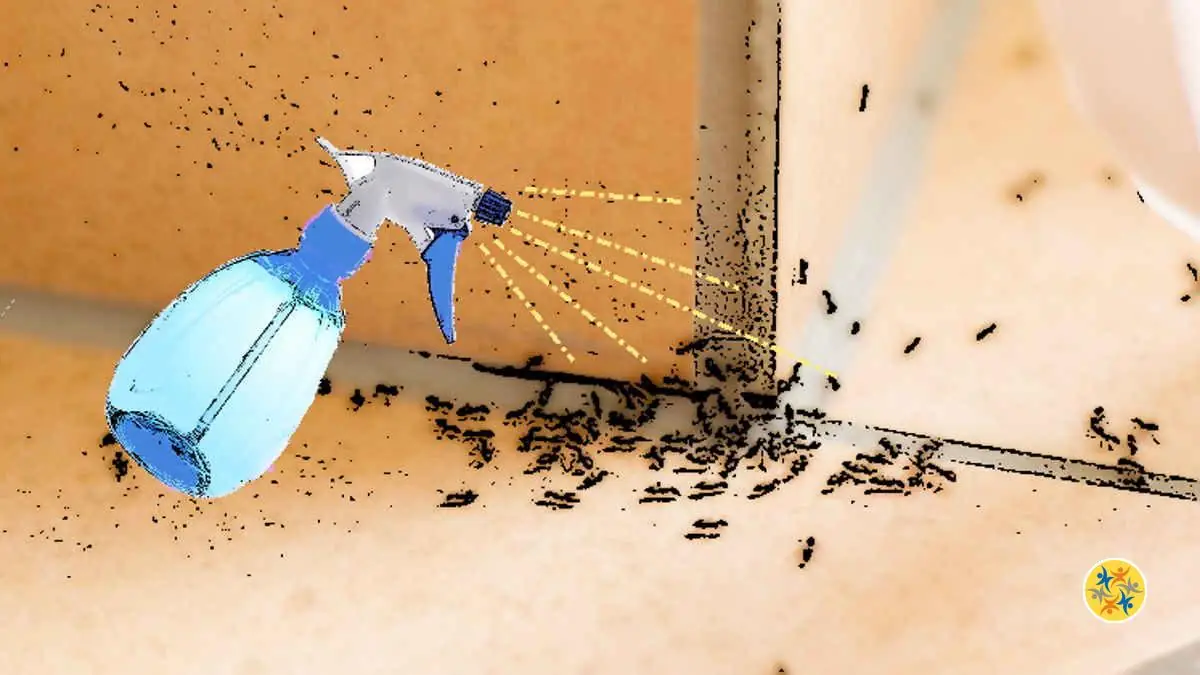 Astuce pour se Débarrasser des Fourmis