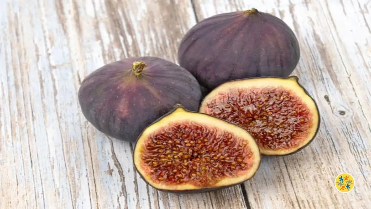 La Figue estelle un Fruit ou Plus que ça?