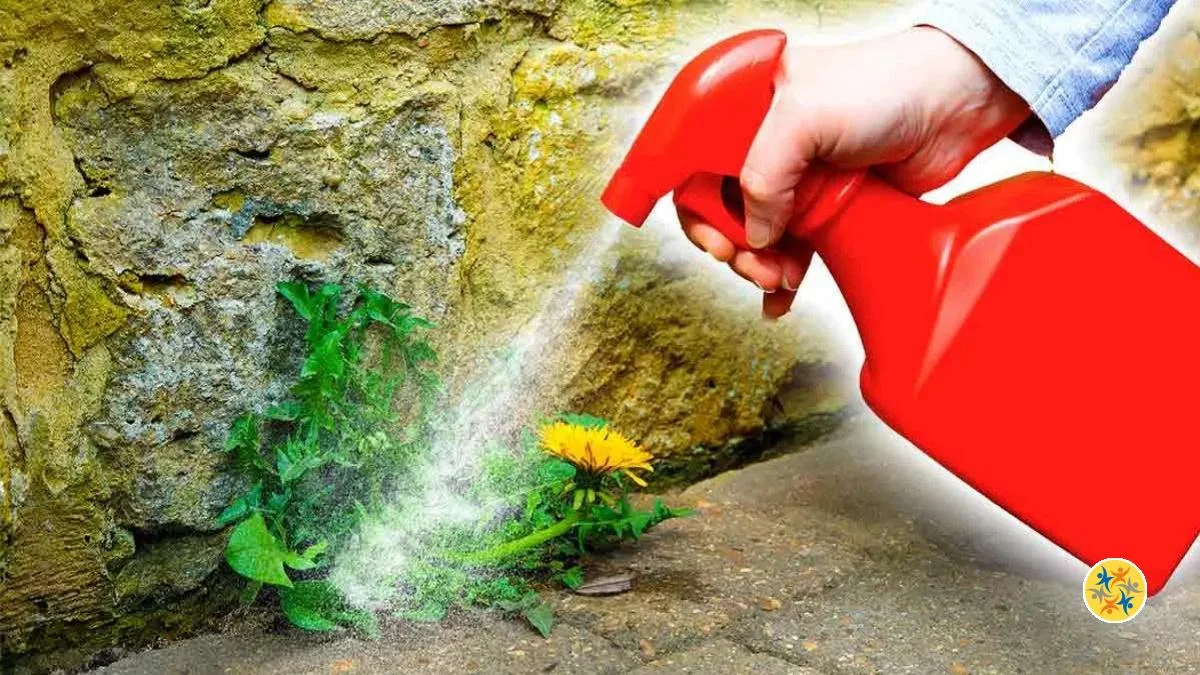 Enfin un Désherbant Maison à Base de Vinaigre Blanc Pratique et Efficace