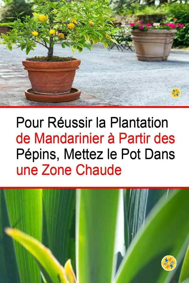 Importance de la chaleur pour le plant de mandarinier