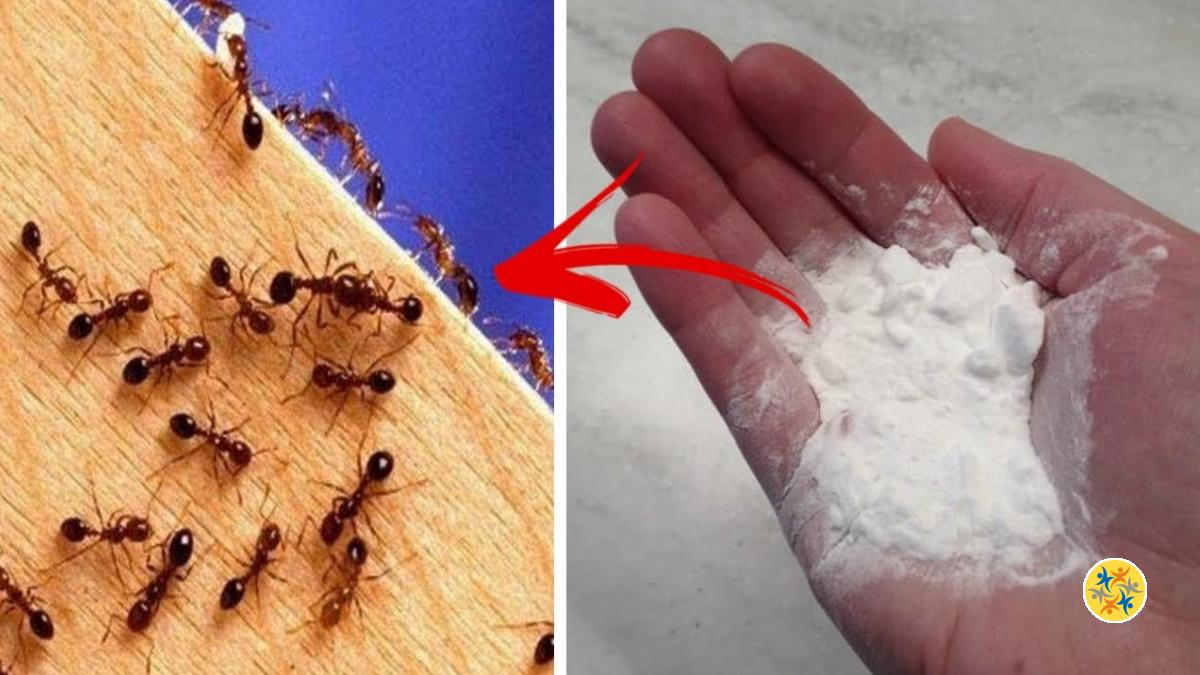 Lutter Contre les Fourmis Avec l’Astuce de Bicarbonate de Soude