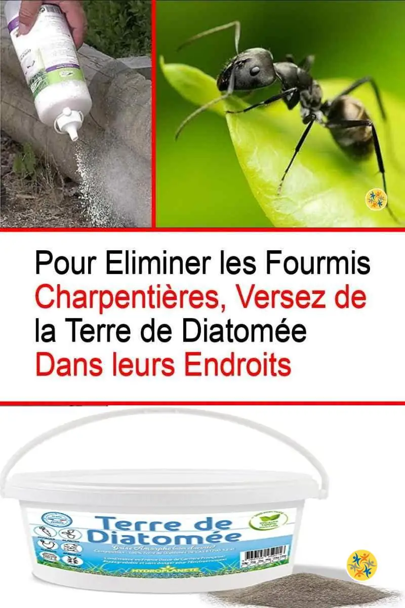 Éliminer les Fourmis Charpentières en Recourant à 8 Solutions Rapides 10 Eliminer les fourmis charpentières avec la terre de diatomée
