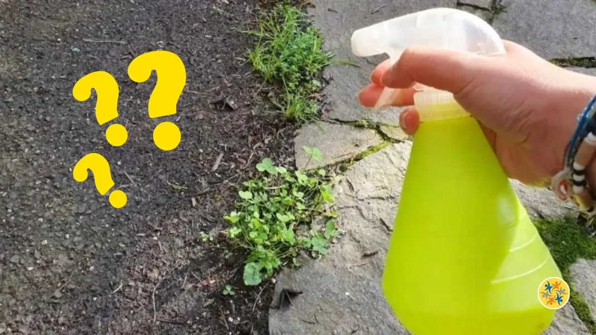 Tuez Les Mauvaises Herbes Avec Vos Produits Ménagers! | Homify - Foto 10