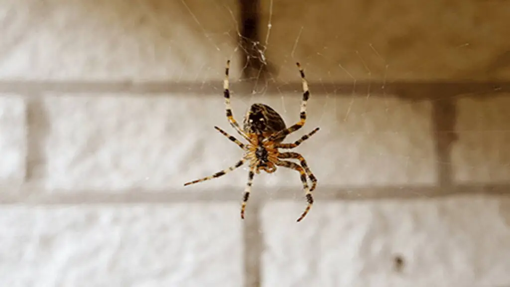 Astuces pour éloigner les araignées de votre maison