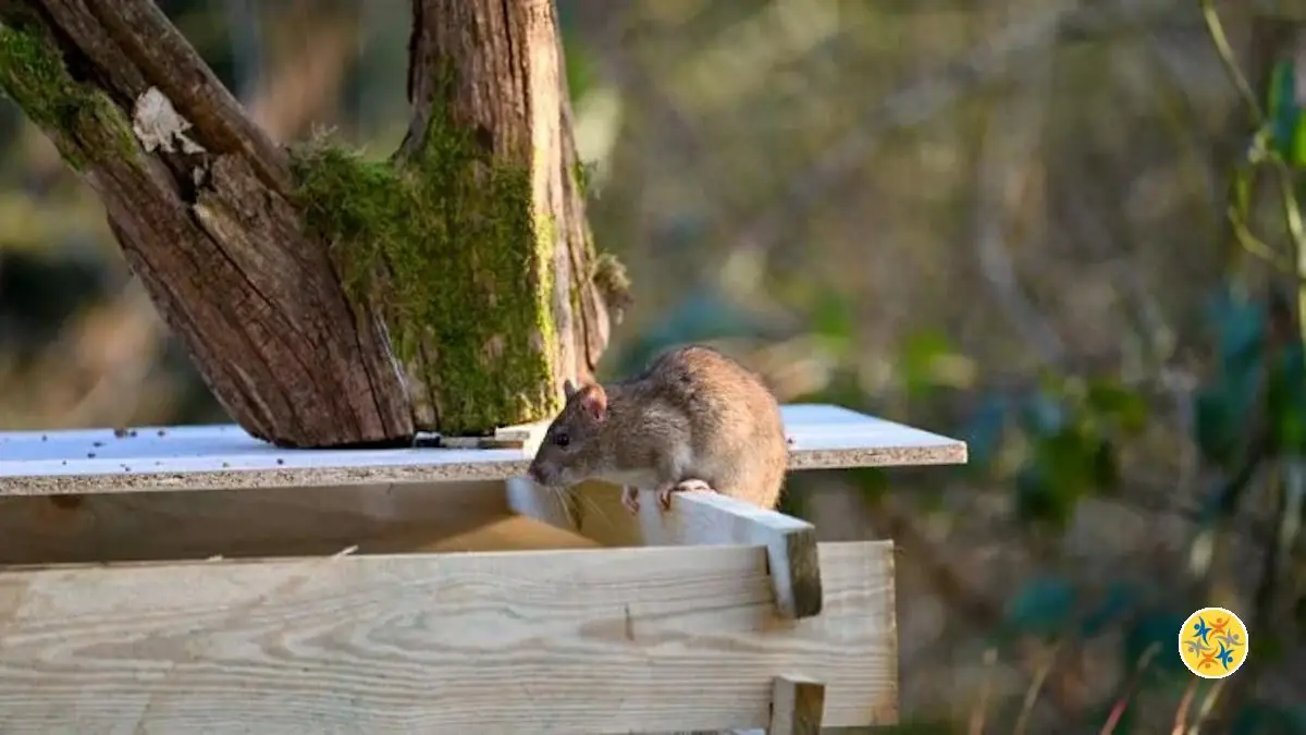 Le Truc Pour Éloigner les Rats du Bac à Compost Sans Aucun Effort