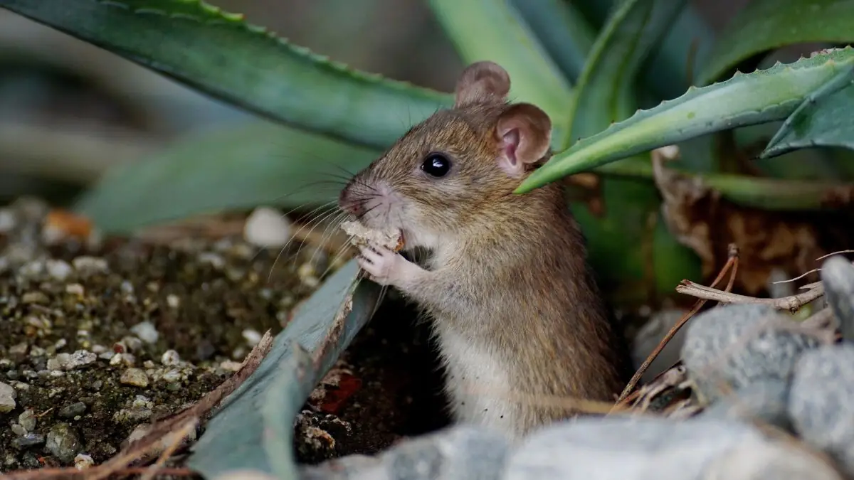 Quelle solution naturelle pour éloigner durablement les souris ?