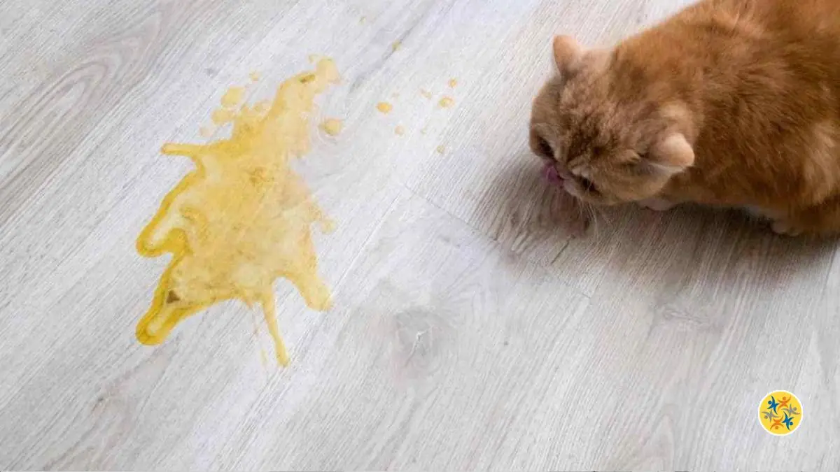 Astuce Naturelle pour Réduire l’Odeur d’Urine de Chat sur le Plancher