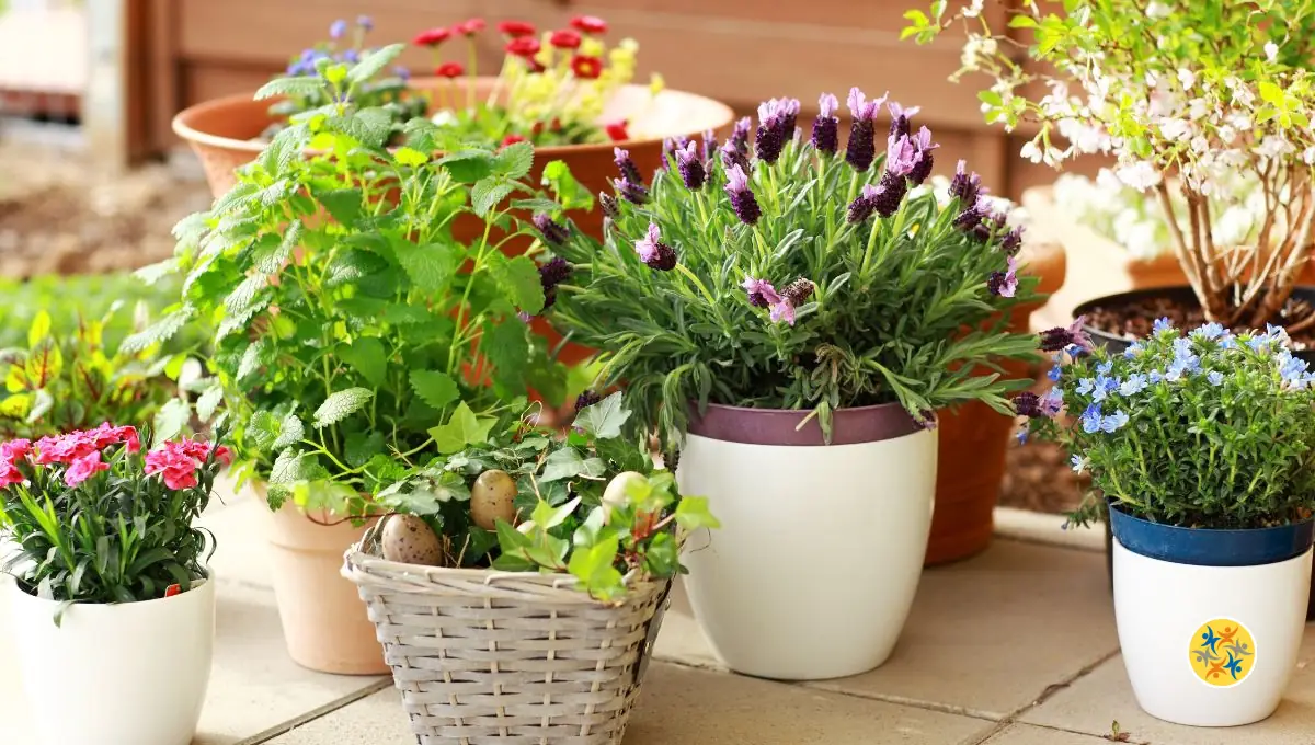 5 étapes pour réveiller vos plantes d’intérieur après l’hiver