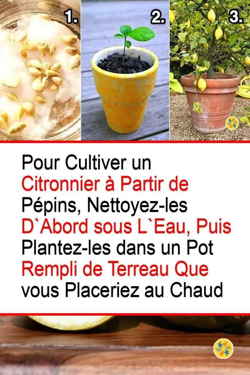 Ayez les plus Beaux Citrons chez Vous à partir de 3 Trucs Seulement 6 Étapes nécessaires à la culture de citrons à partir de pépins