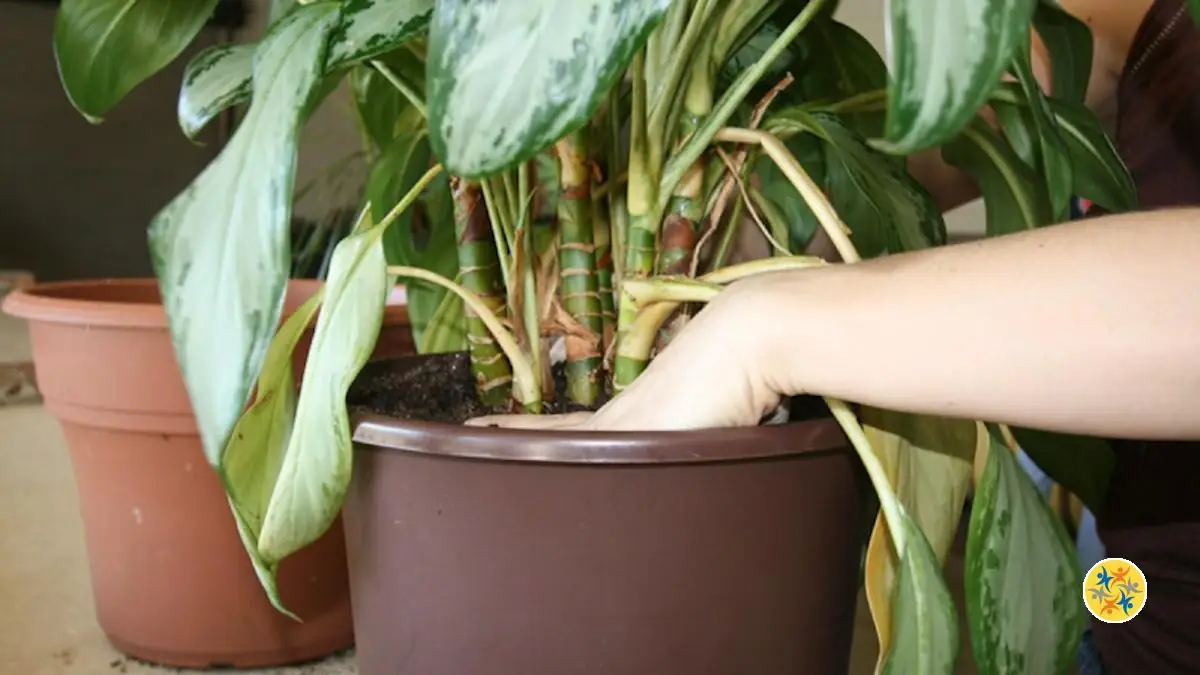 8 Erreurs à éviter pour réussir le rempotage de vos plantes d’intérieur