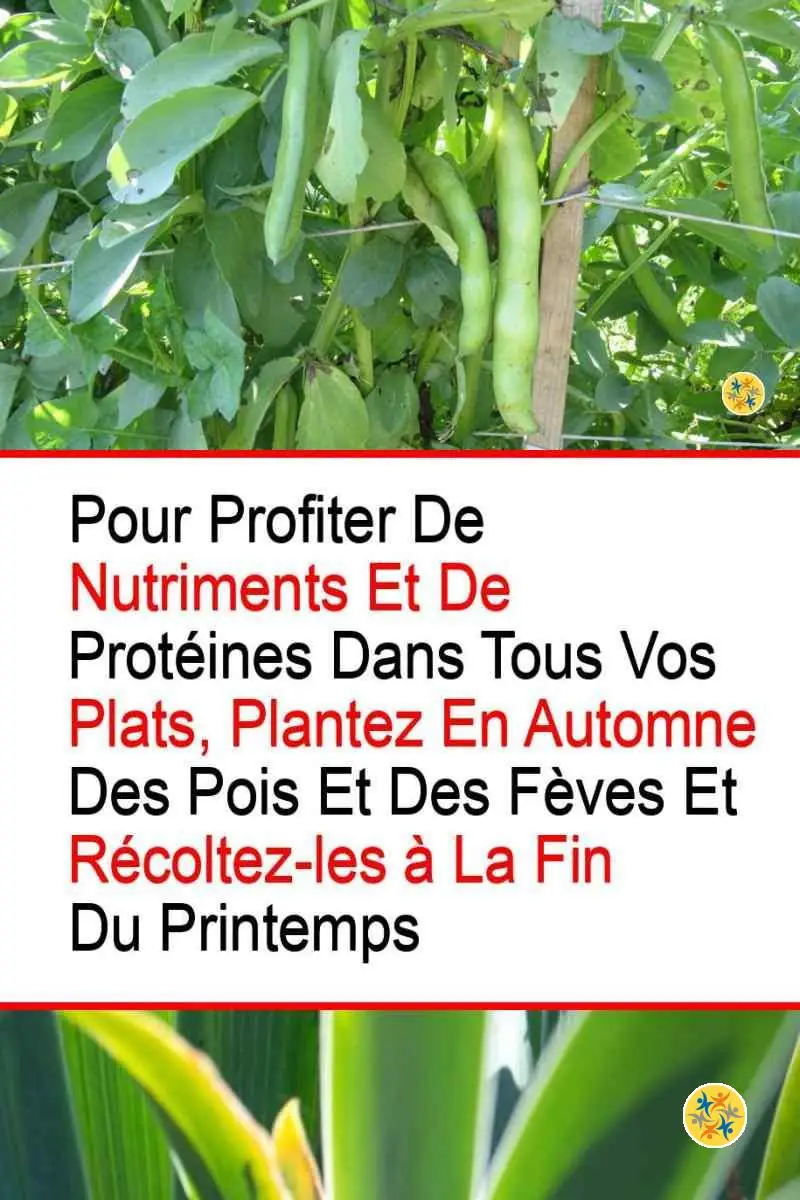 5 Plantes Rustiques à Cultiver en Automne pour une Belle Récolte Printanière 13 Exemples de plantes légumineuses à cultiver en automne