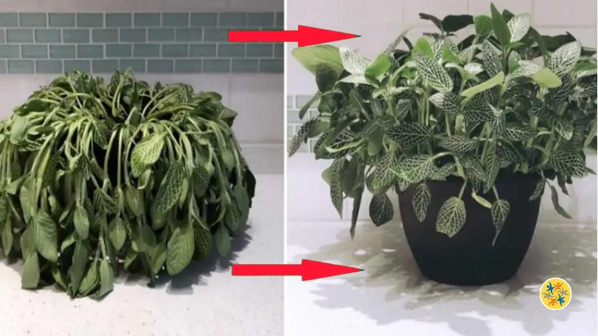 Fabriquer Soi-même son Compost pour un Jardin plus qu’Épanoui