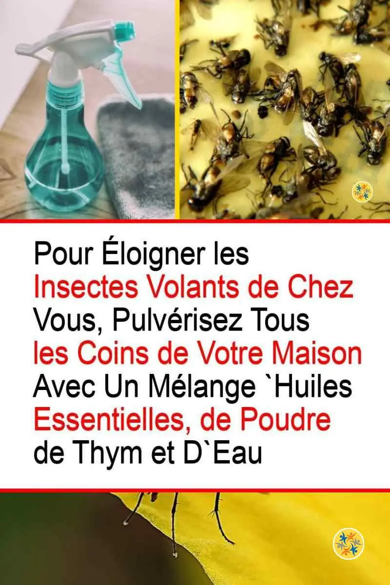 Débarrassez-vous des Mouches en 4 Étapes et avec Quelques Produits Naturels 16 Instructions pour fabriquer un produit anti-mouches naturel