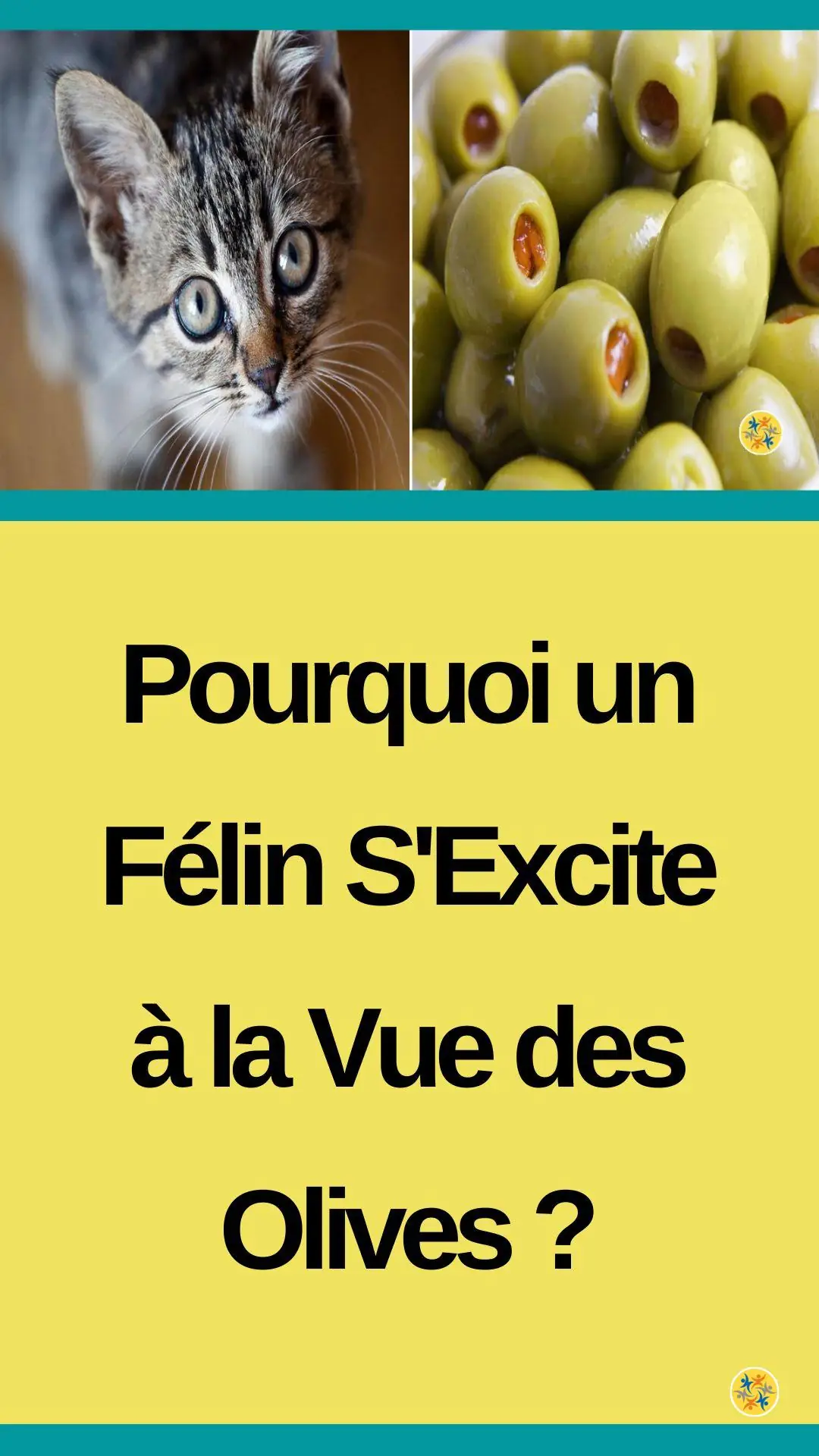 La relation chat-olive et explications 