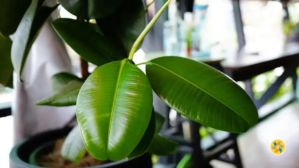 Eliminez la Poussière Avec Ces 3 Plantes d’Intérieur et Gardez Votre Maison Propre 8 Le ficus elastica pour éliminer la poussière