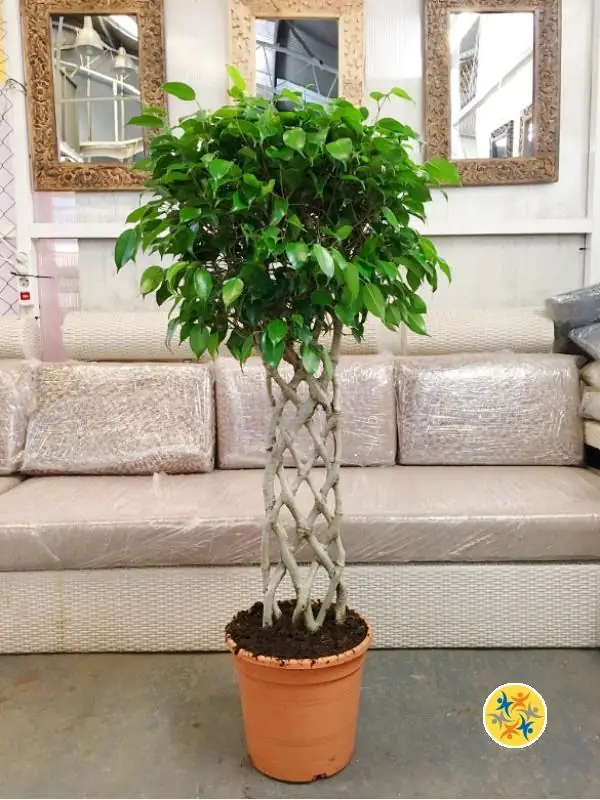 Faites de ces 5 Plantes un Allié pour Purifier votre Maison 8 ficus pour purifier sa maison