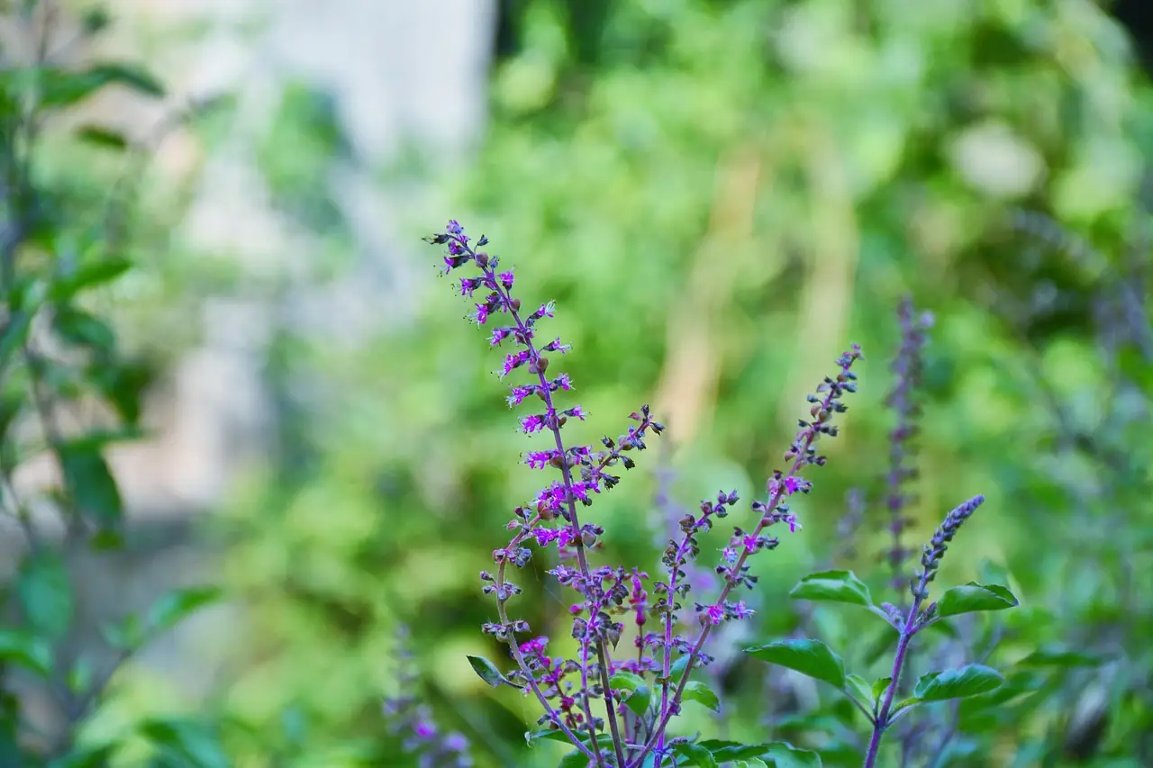 Ne jetez plus les fleurs de basilic : 5 utilisations surprenantes et faciles