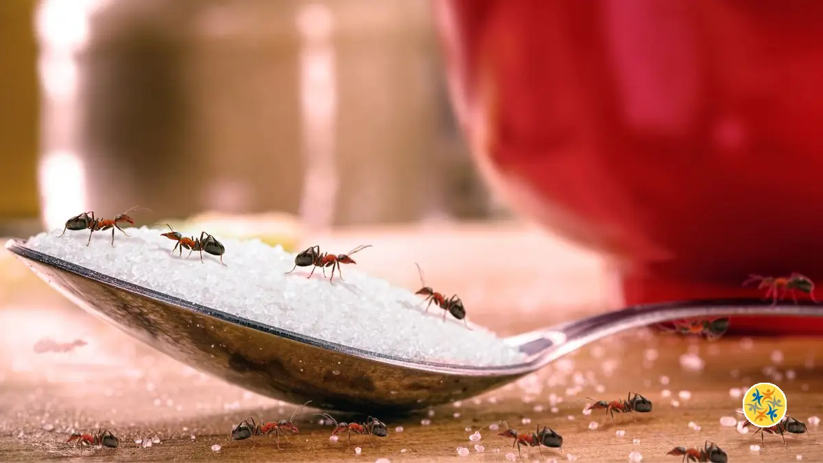 Stop aux fourmis ! Des solutions simples et sans produits toxiques