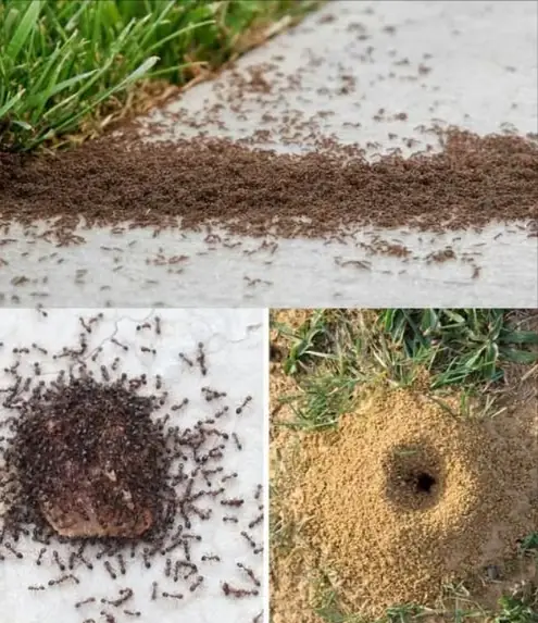 Dites adieu aux fourmis avec cette solution naturelle et respectueuse du jardin