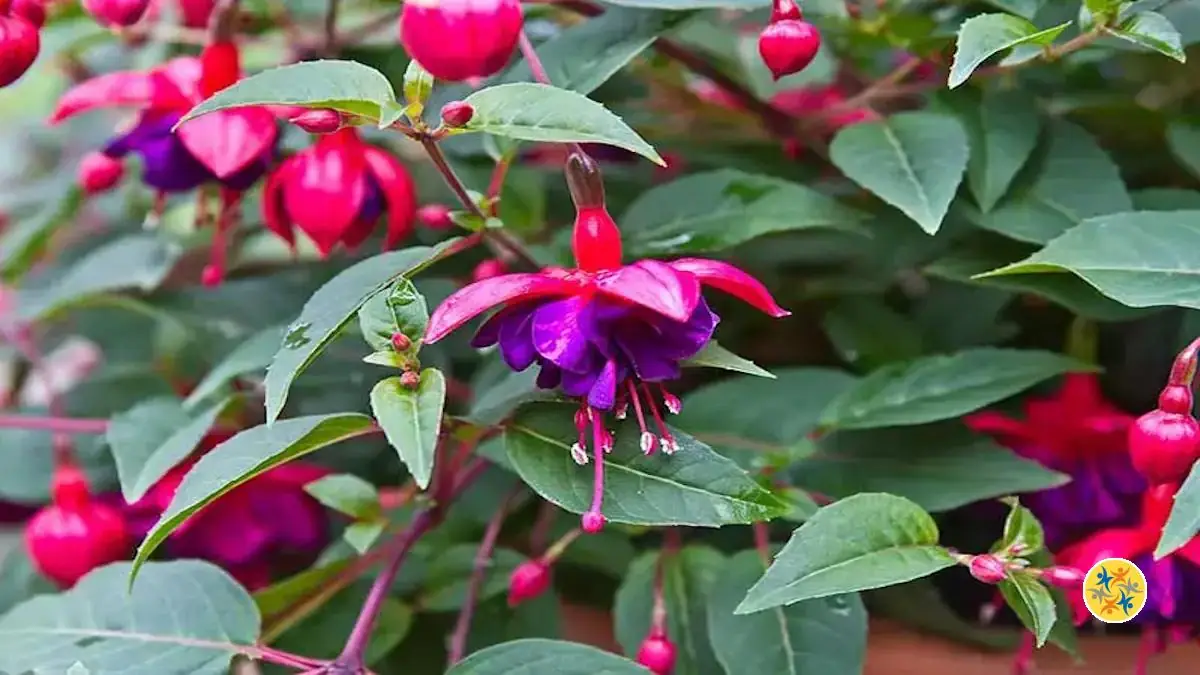 Du Fuchsia à la Maison? L’Embarras du Choix entre 4 espèces