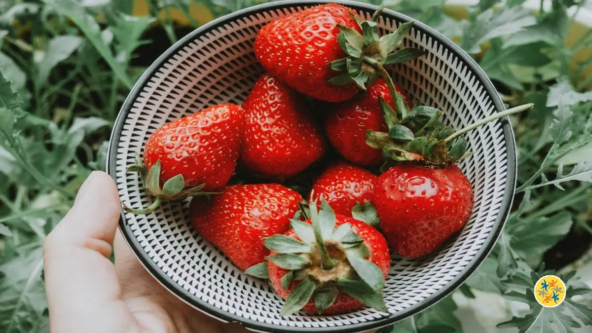 Stop au Gaspillage : Gardez Vos Fraises 3x Plus Longtemps