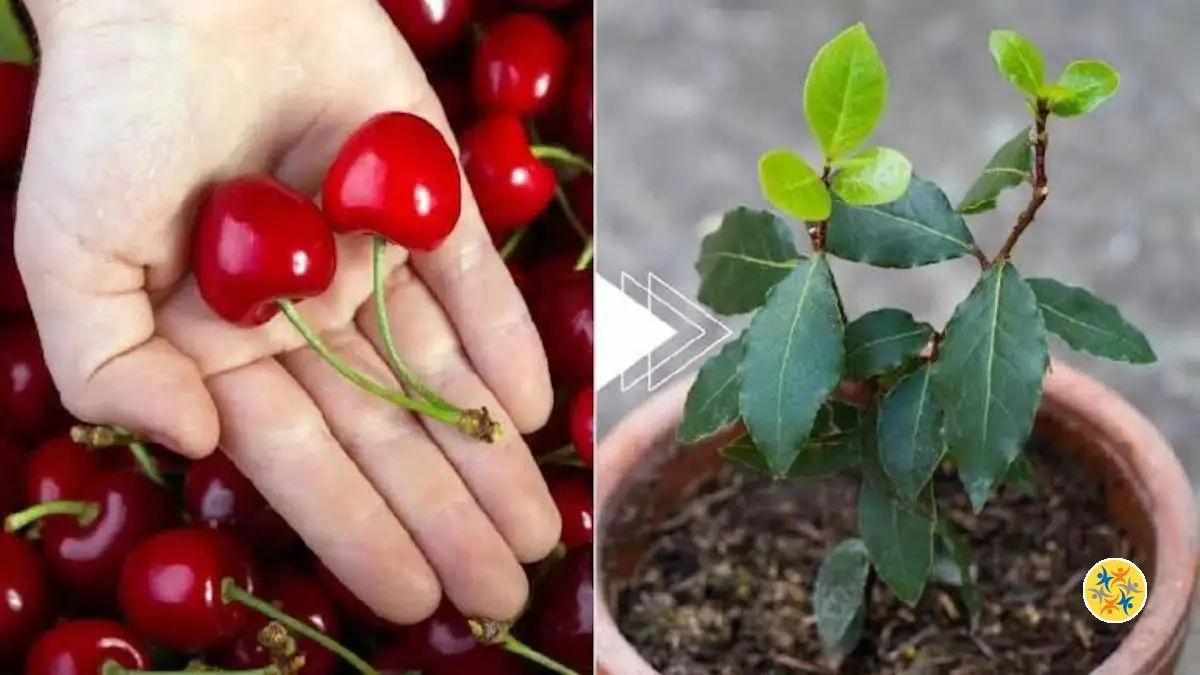 Faire Germer le Noyau de Cerise en une Semaine