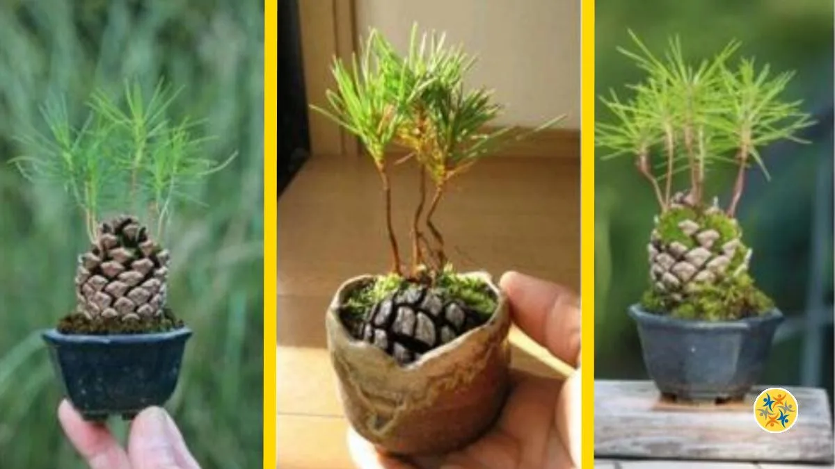 Comment Faire Germer des Pommes de Pin Miniature Pour une Avoir une