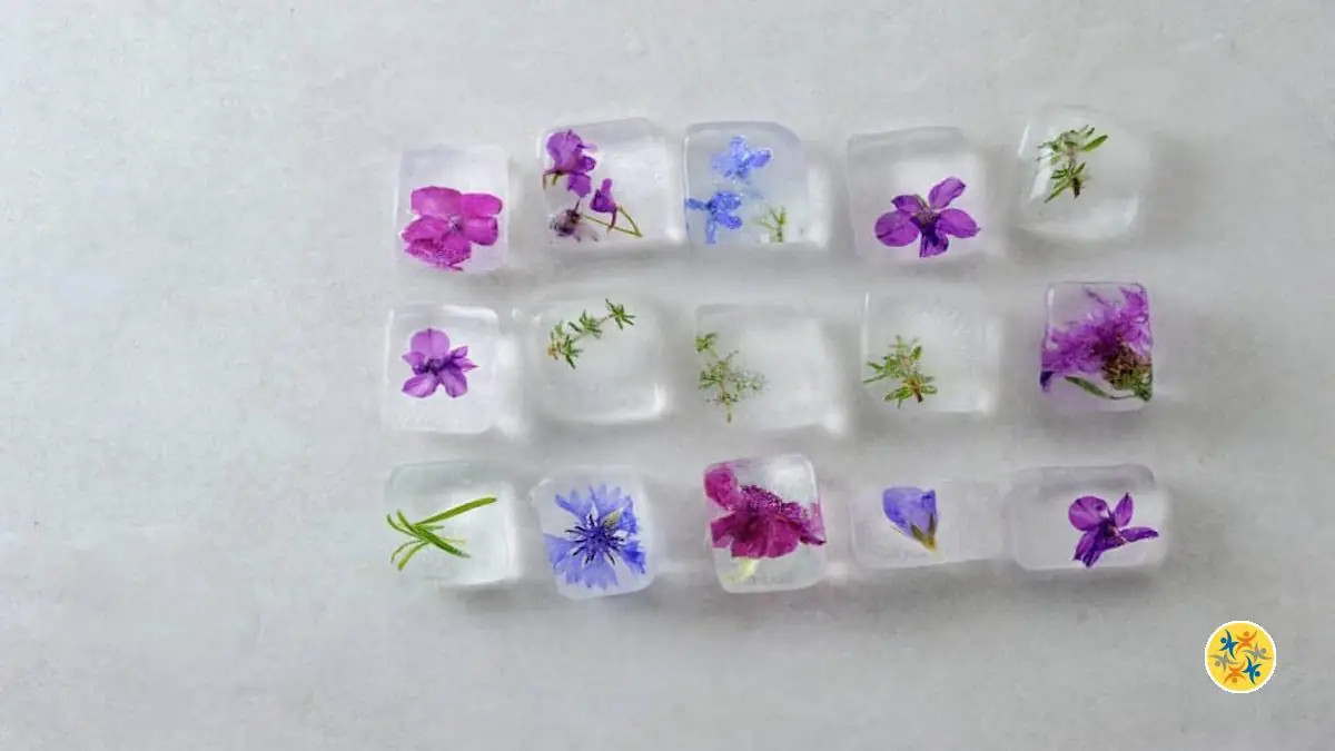 Comment faire des glaçons avec des fleurs pour agrémenter les boissons ?