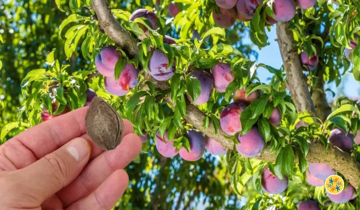 Comment Faire Pousser un Prunier en Pot à Partir d'un Noyau de Prune