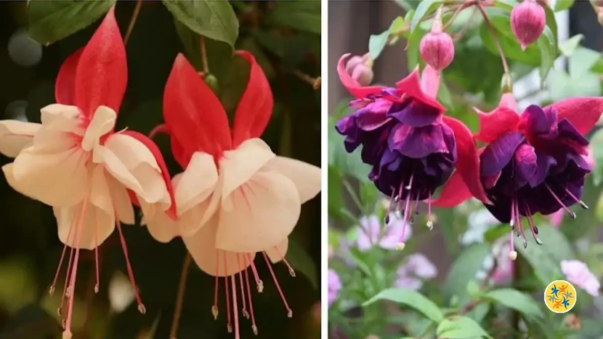 4 Règles pour que le Fuchsia Prospère Correctement