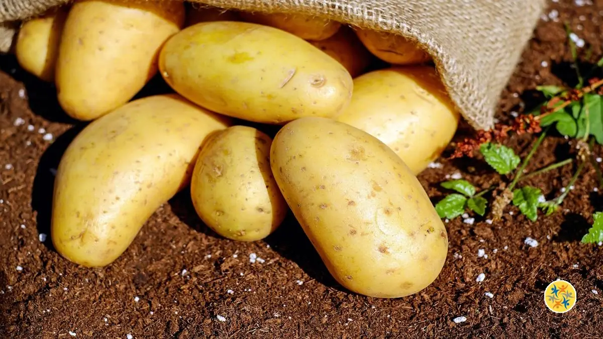 Culture et Entretien de Pommes de Terre: Le Guide que Vous devez Suivre