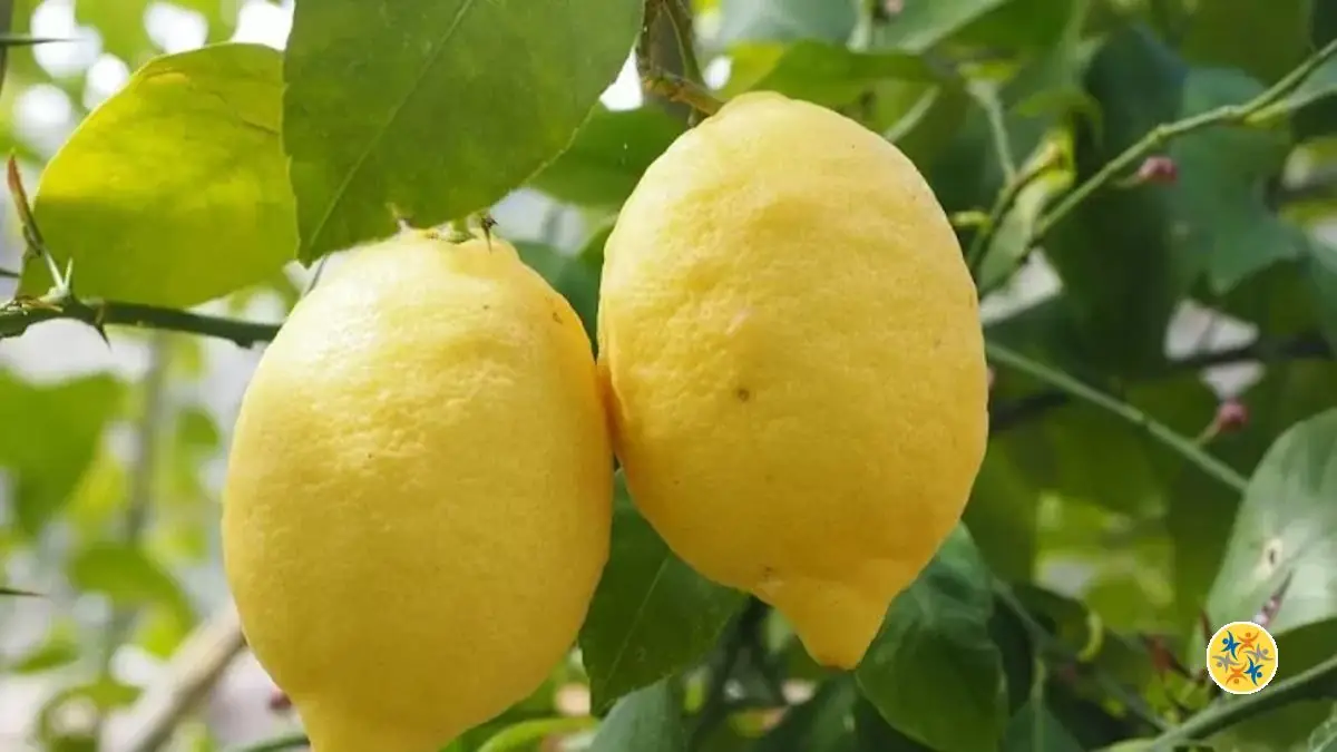 Le guide pour améliorer la culture et la récolte des citrons