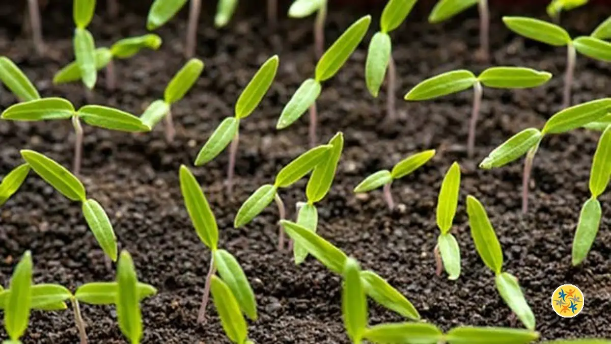 Plantation de Tomates 4 Étapes pour les Débutants