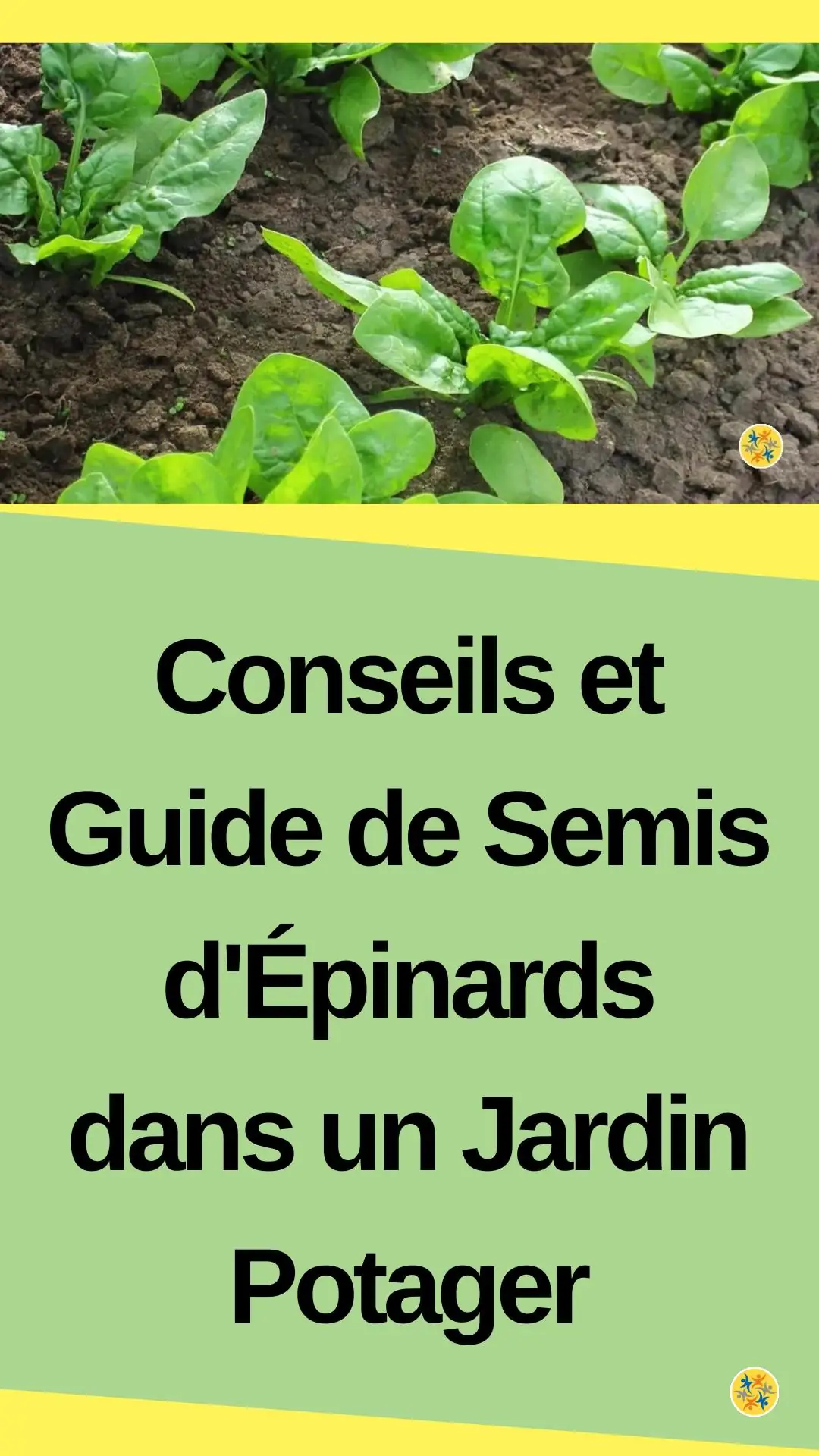 Règles de plantation d'épinard à partir des graines 