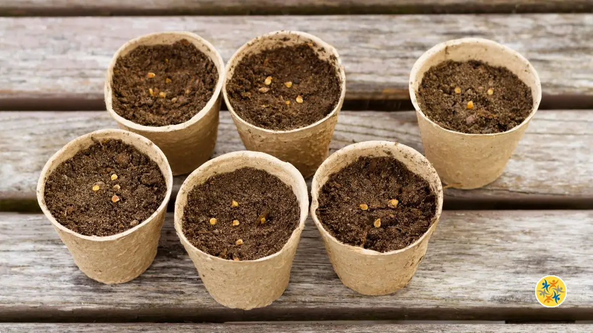 Comment Réussir ses Semis de Printemps en Intérieur ?