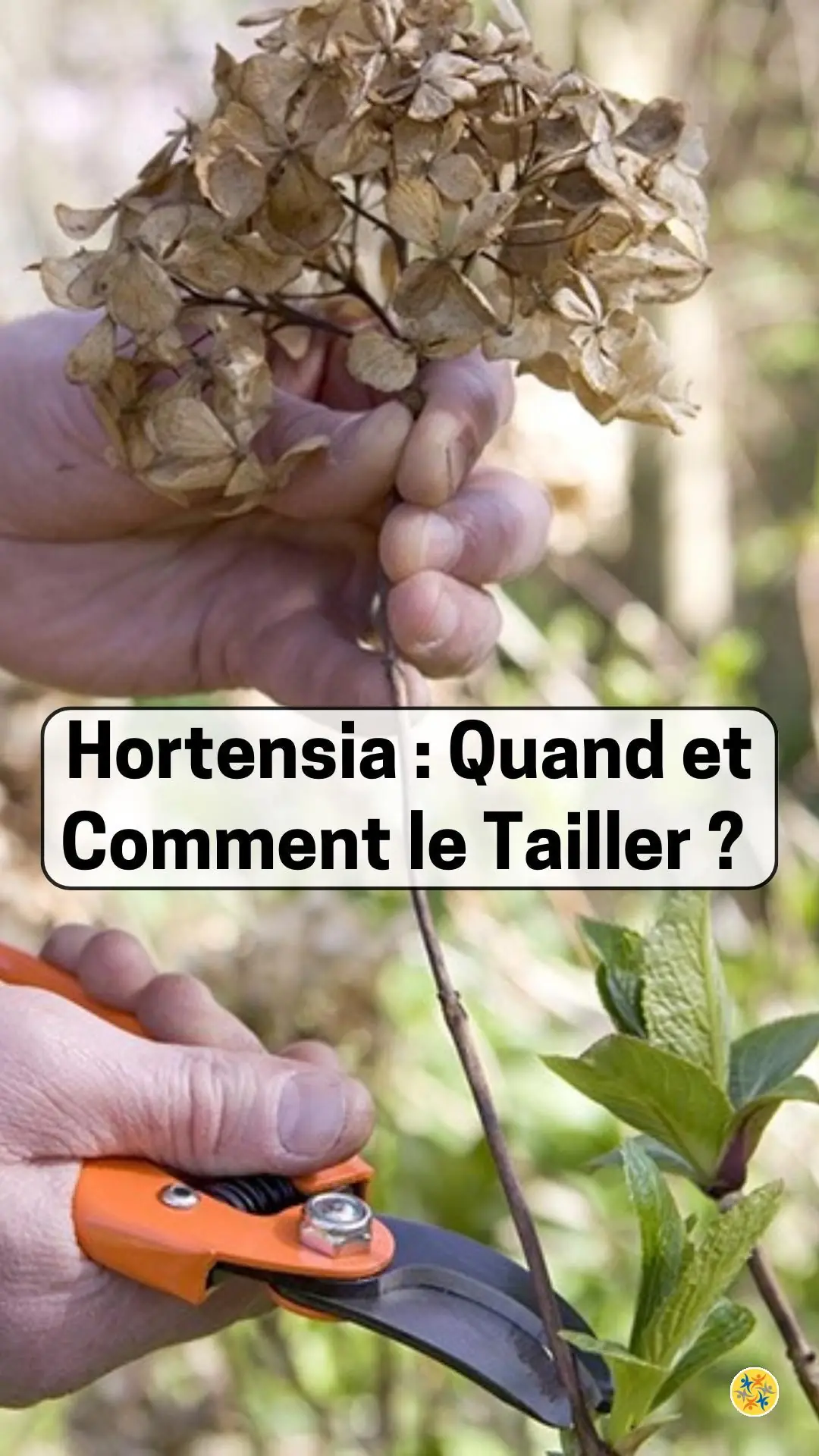 La taille de l’hortensia 