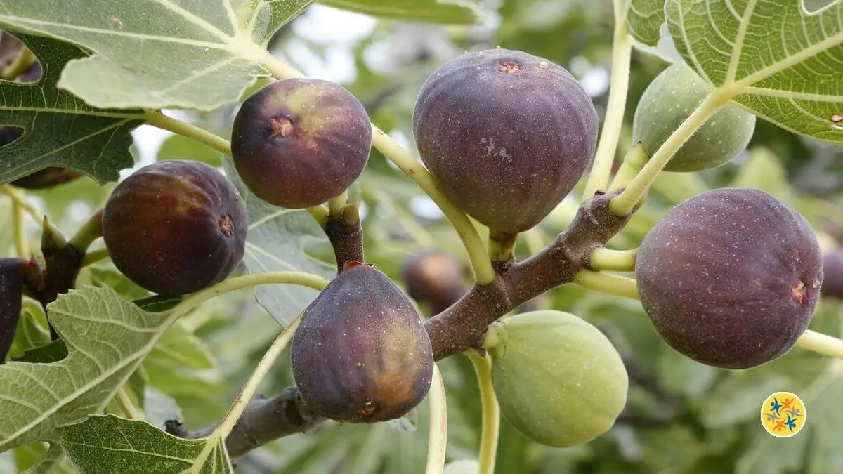 Le Guide des Jardiniers pour bien Tailler un Figuier