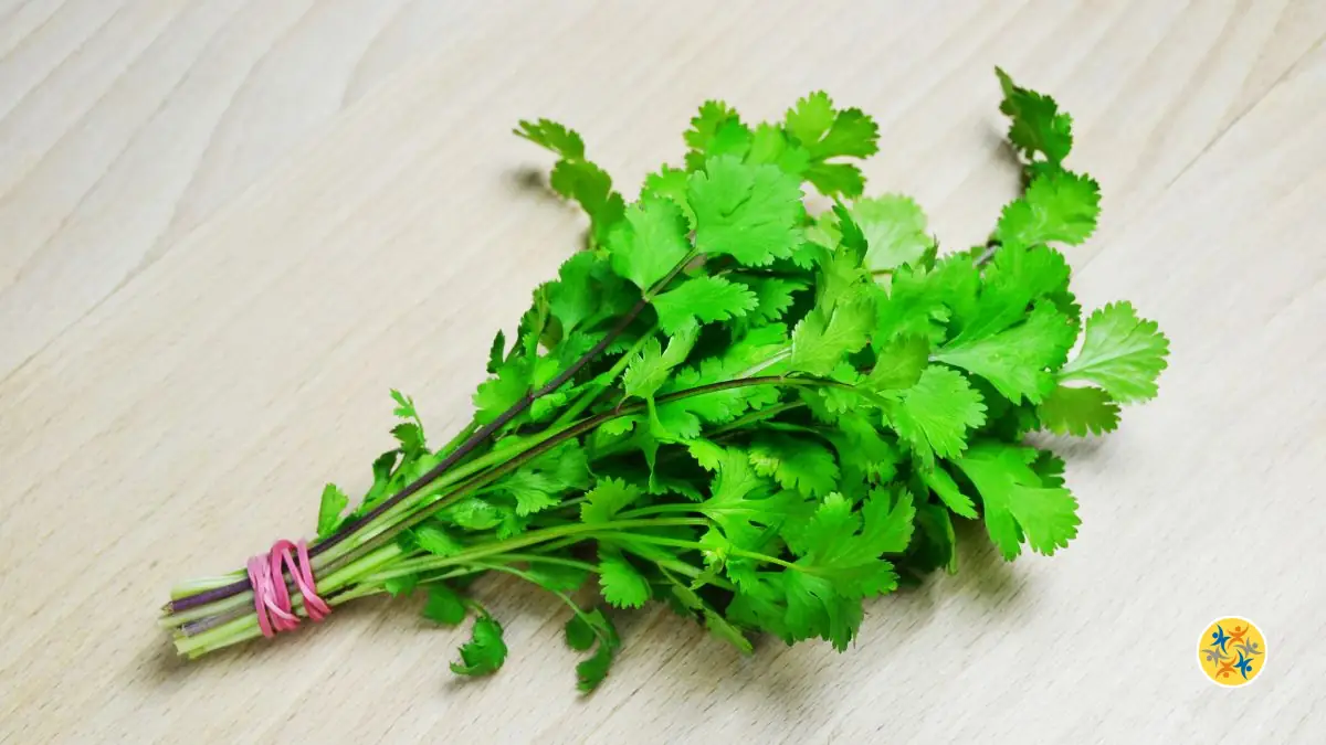 Conservation des Herbes Fraîches