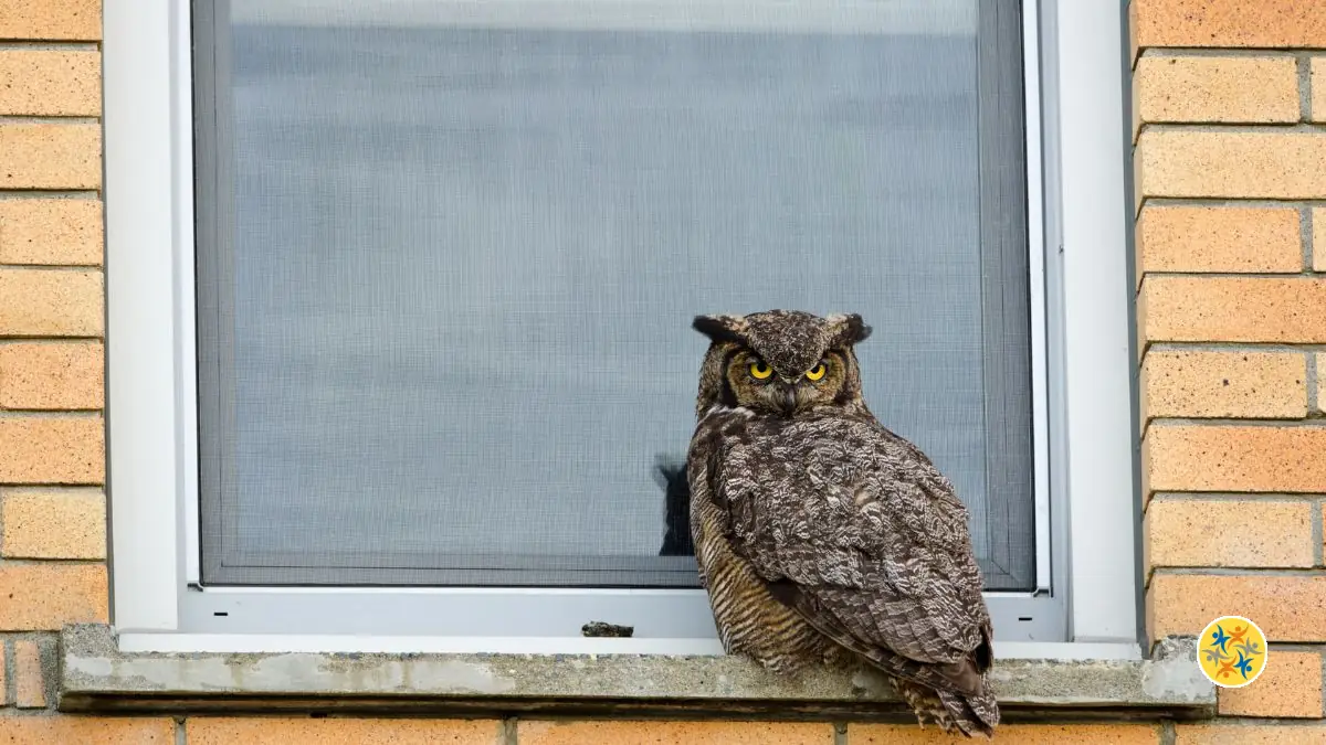 Présence d’un hibou près de la maison : signification, symboles et messages spirituels