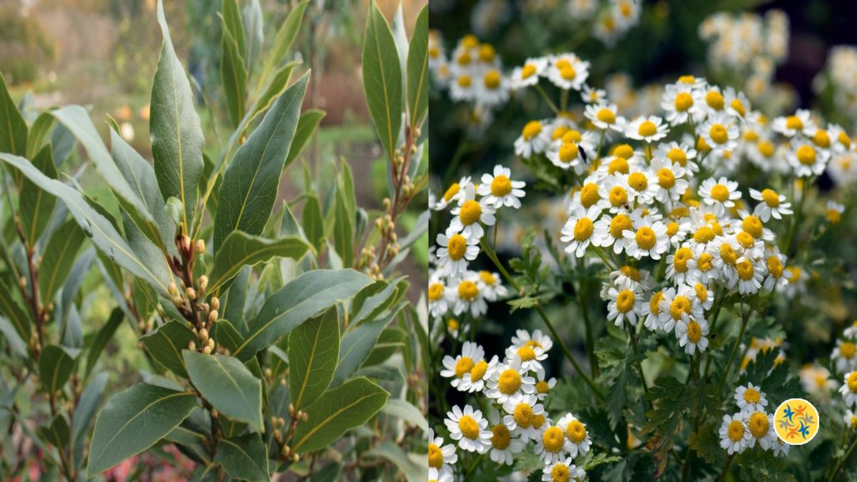 Des plantes désinfectant pour lutter contre les rats